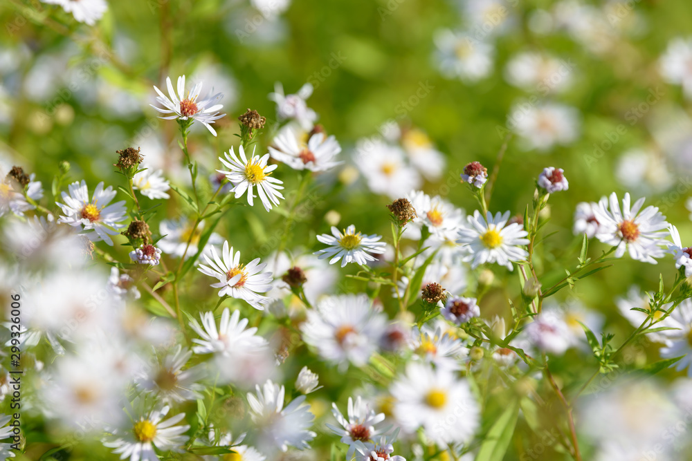 Alpine aster medicinal herb flowering in the field. Blooming aster in the garden. Bouquet of beautiful aster october flower on a green background. Alpine aster medicinal herb flowering in the field. Blooming aster in the garden. Bouquet of beautiful aster october flower on a green background.