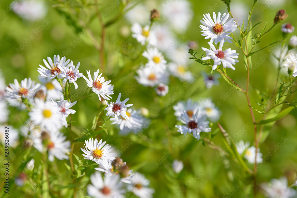 Alpine aster medicinal herb flowering in the field. Blooming aster in the garden. Bouquet of beautiful aster october flower on a green background. Alpine aster medicinal herb flowering in the field. Blooming aster in the garden. Bouquet of beautiful aster october flower on a green background.