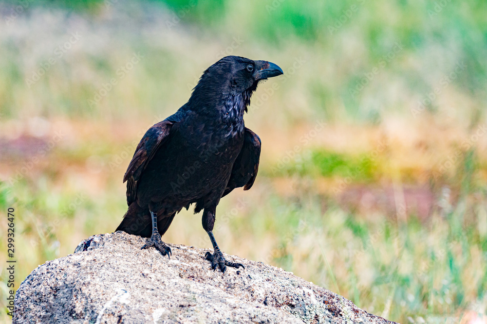 Fototapeta premium Brigh black plumage of a crow
