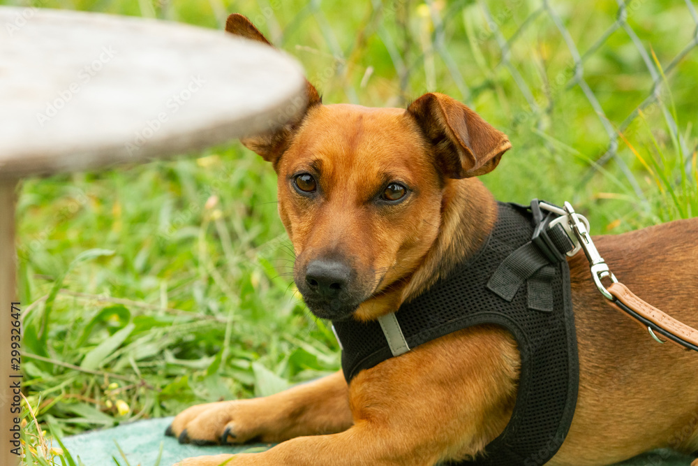 A young terrier-shepherd-chihuahua mixed breed dog getting a reward from the owners hand in the dog school.. A young terrier-shepherd-chihuahua mixed breed dog getting a reward from the owners hand in the dog school..
