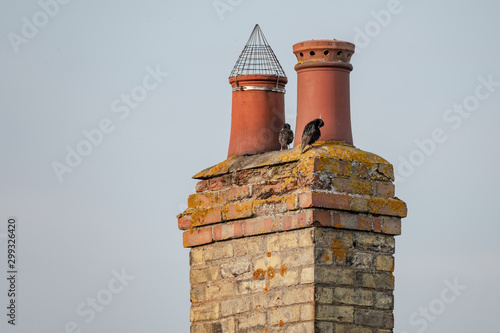 Very old twin chimney and pots seen atop a decaying and heavily weathered brick smokestack. Roosting birds can be seen atop the smokestack, with one having a nest in a non protected pot. photo