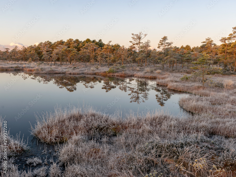 landscape with swamp lake, frosted swamp grass and pines, cold sunset morning, beautiful reflections in dark lake water, Niedraju-Pilkas swamp, Latvia landscape with swamp lake, frosted swamp grass and pines, cold sunset morning, beautiful reflections in dark lake water, Niedraju-Pilkas swamp, Latvia