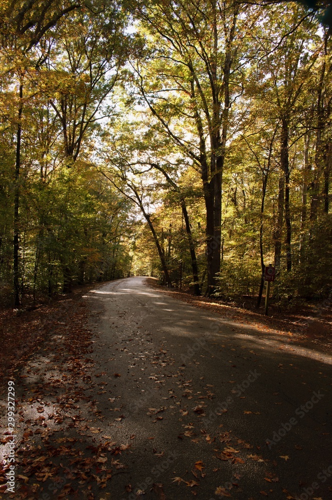 Fototapeta premium Fall or Autumn trees in Mason Neck State Park, during golden hour