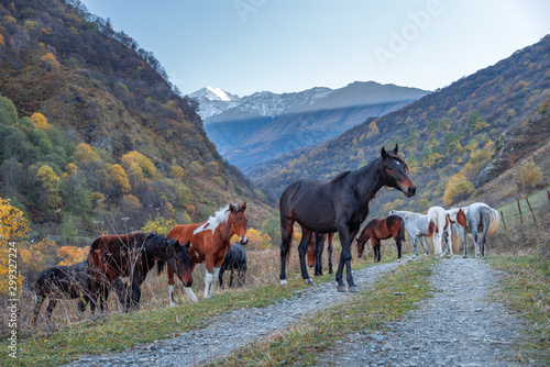 horses in the mountains in the Caucasus