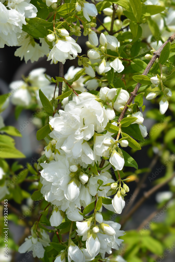 Mock orange Virginal Mock orange Virginal