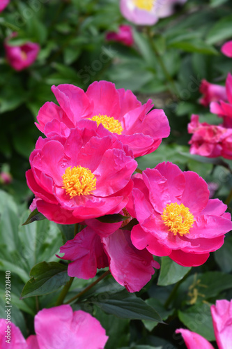 Fragrant peony Virgilius flowers in the garden