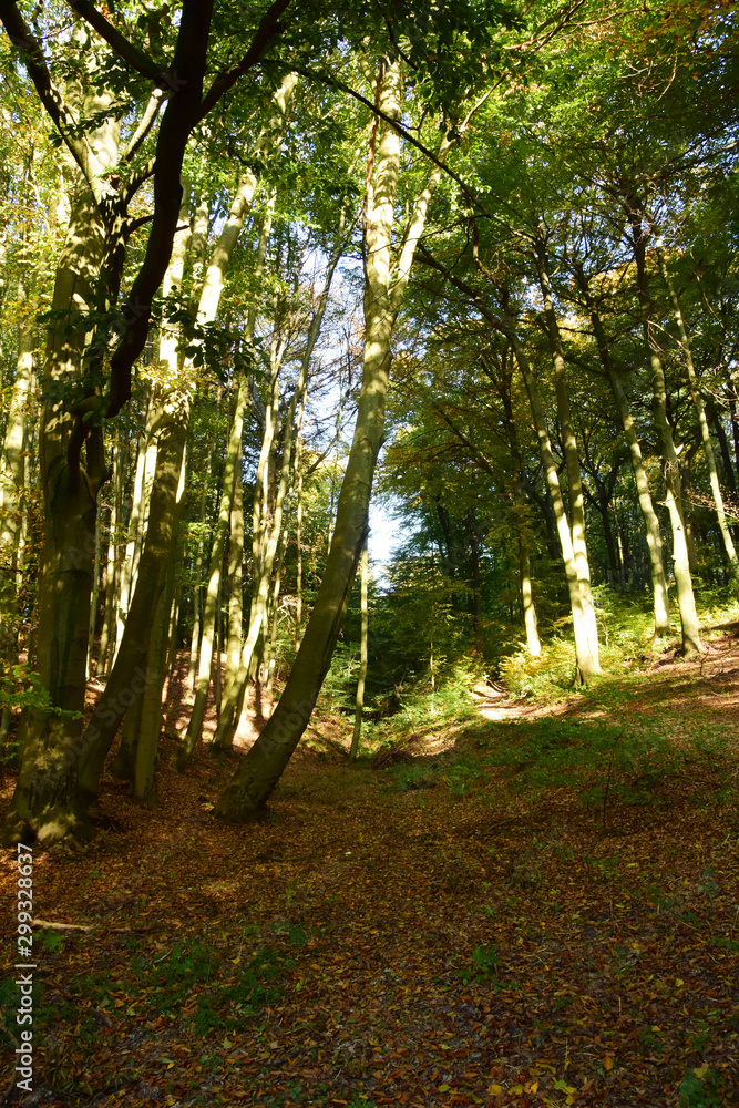 Fototapeta premium Forest in beautiful autumn colors, shiny trees in the glow of the setting sun.