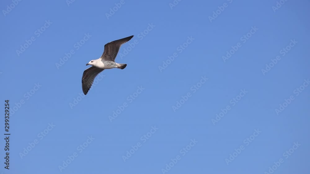 Seagull flying free in the sky above sea waves Seagull flying free in the sky above sea waves