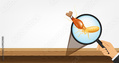 termite in magnifying glass and wooden isolated on gray background, magnifying glass with termite for banner copy space, termite zoom concept and damage house, infestation from termites colony
