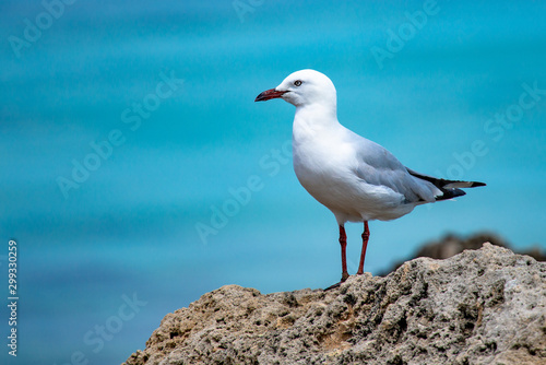 Seagull © Andrew