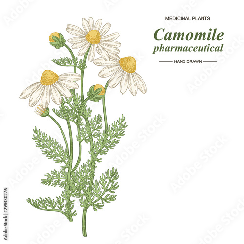 Pharmaceutical camomile plant hand drawn. Chamomile or daisy flowers isolated on white background. Medical gerbs collection. Vector illustration botanical.