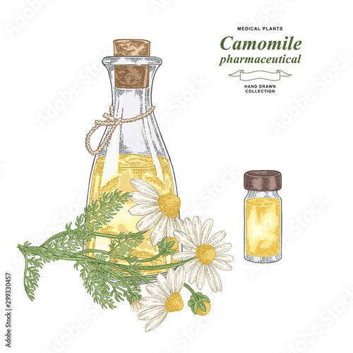 Pharmaceutical camomile plant hand drawn. Chamomile flowers with glass glass bottle of essential oil. Medical gerbs collection. Vector illustration botanical.