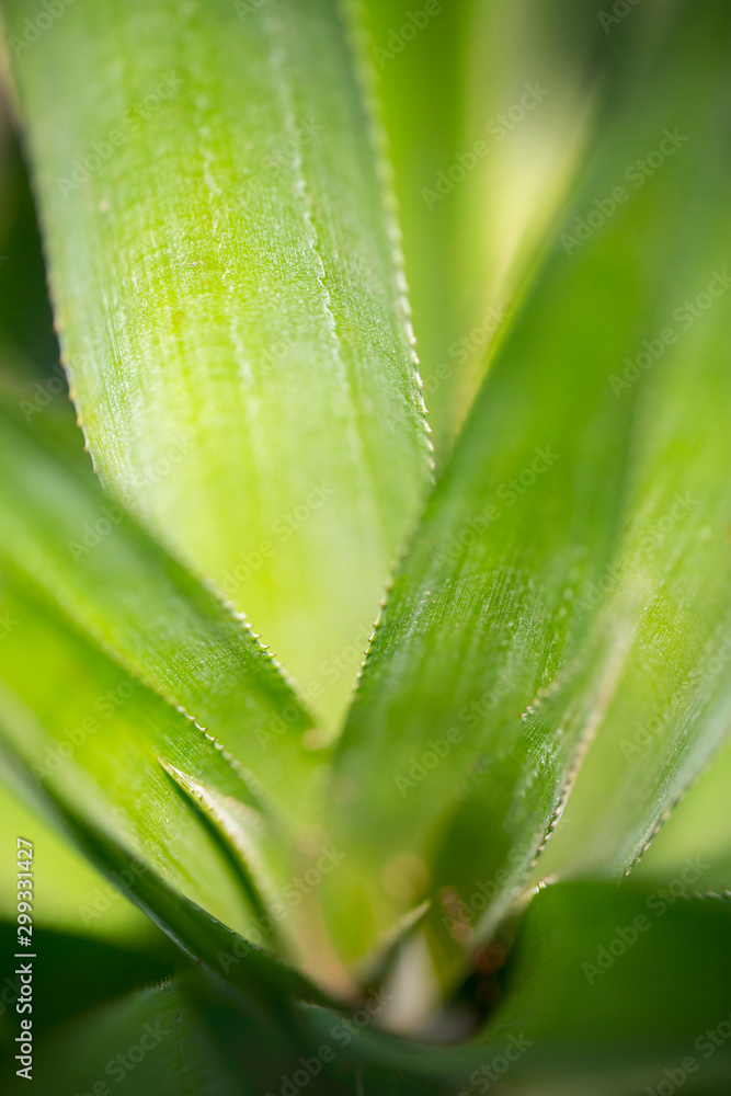Fototapeta premium Top views of pineapple fruit leaves pattern at Madhupur, Tangail, Bangladesh.