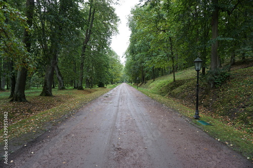 ペテルゴフ　ロシア　並木道　公園　一本道