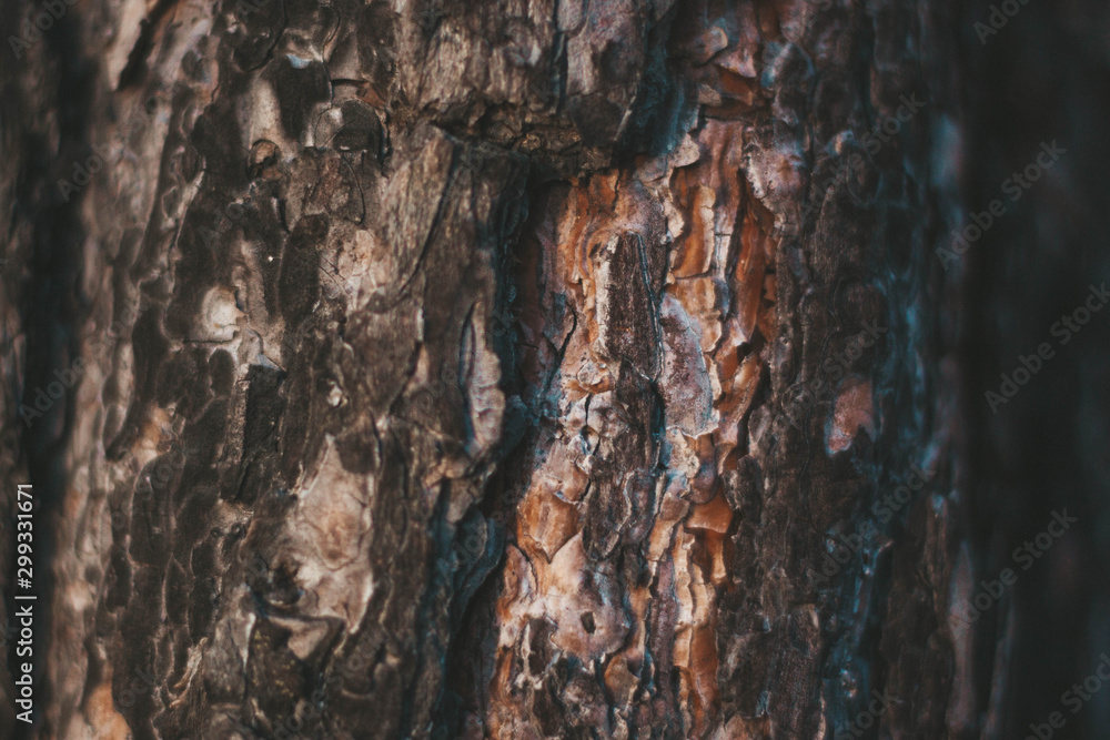 Brown texture of pine wood bark close up Brown texture of pine wood bark close up