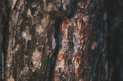 Brown texture of pine wood bark close up