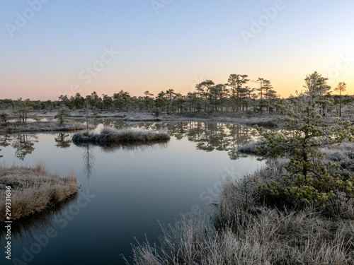 landscape with swamp lake, frosted swamp grass and pines, cold sunset morning, beautiful reflections in dark lake water, Niedraju-Pilkas swamp, Latvia