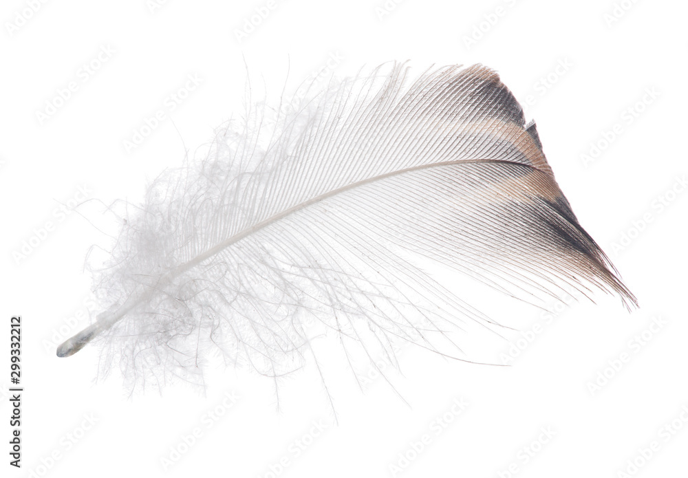 light grey duck feather with brown edge light grey duck feather with brown edge