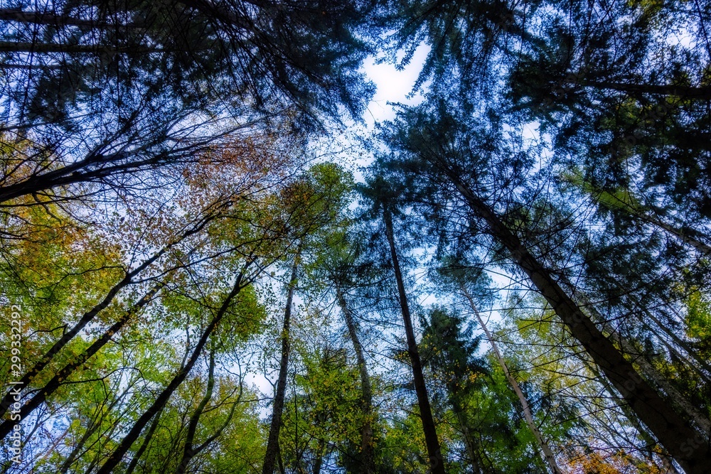 Der Blick durch die Bäume im Wald in den Himmel Der Blick durch die Bäume im Wald in den Himmel