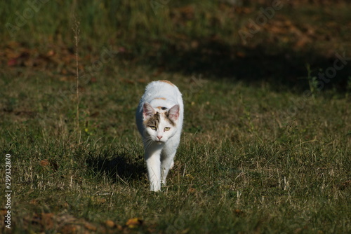 cat walking on grass prepars to hunt photo