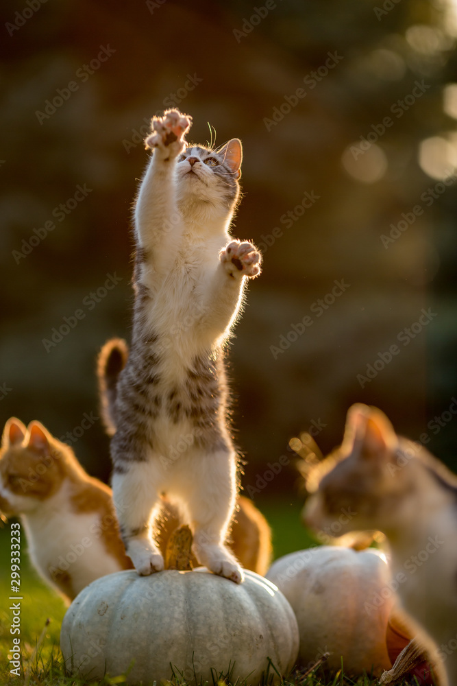Fototapeta premium Cute siblings kittens play and sit around pumpkins on green autumn grass on a meadow. Warm evening light, photo shoot in the golden hour on October day shortly before Halloween.