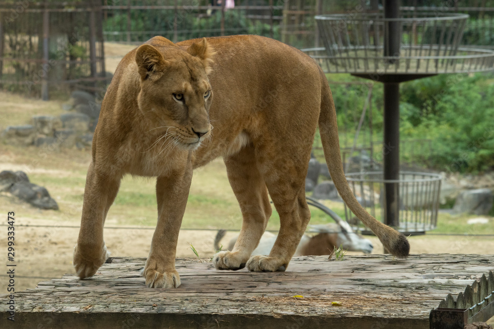 Obraz premium あたりを伺う雌ライオン