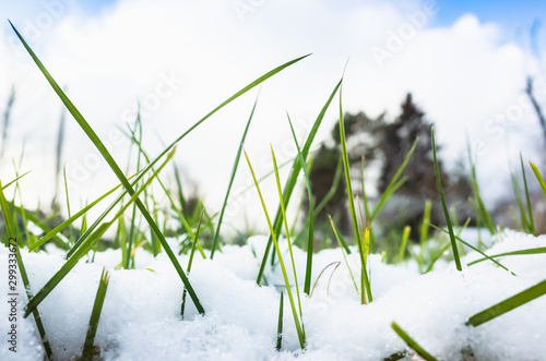 Early frost, green grass and snow © evannovostro