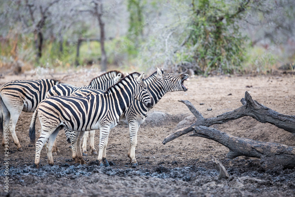 Obraz premium A herd of zebras standing in the wilderness. The front one giving a big yawn with it's eyes closed.