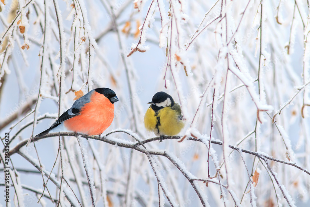 Fototapeta two birds titmouse and bullfinch are sitting on a branch nearby in the winter holiday park