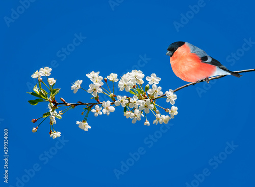 Canvas Print beautiful red male bullfinch bird sits on a cherry branch with white flowers in