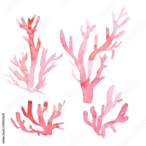 set of watercolor drawings, corals on an isolated white background, watercolor illustration photo