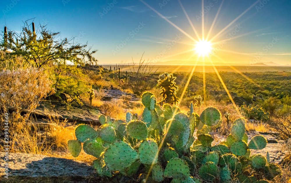 Sonoran Desert Cactus on Hill at Sunset - Saguaro National Park, Arizona, USA  - obrazy, fototapety, plakaty 
