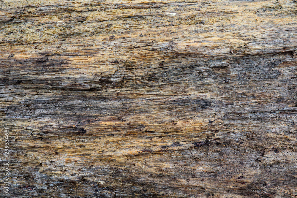 Texture of the brown bark of a tree. Texture of the brown bark of a tree.