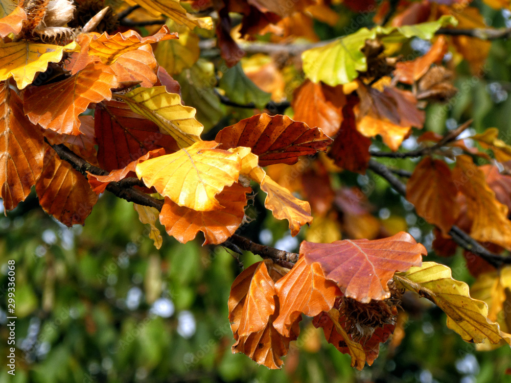 Close up of Autumn leaves on the tree with green blurred background
