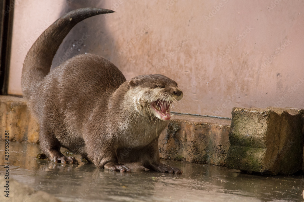 Obraz premium コツメカワウソのあくび