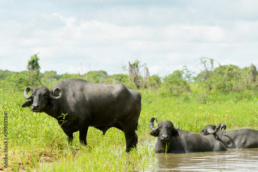 Water buffalo or Domestic Asian water buffalo (Bubalus bubalis) lying down and standing in wetland, Pantanal, Mato Grosso, Brazil Water buffalo or Domestic Asian water buffalo (Bubalus bubalis) lying down and standing in wetland, Pantanal, Mato Grosso, Brazil