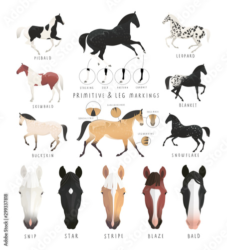 Clip art illustration of horse facial and leg markings, primitive markings of dun coat colouring. Also variations of some rare coat colours