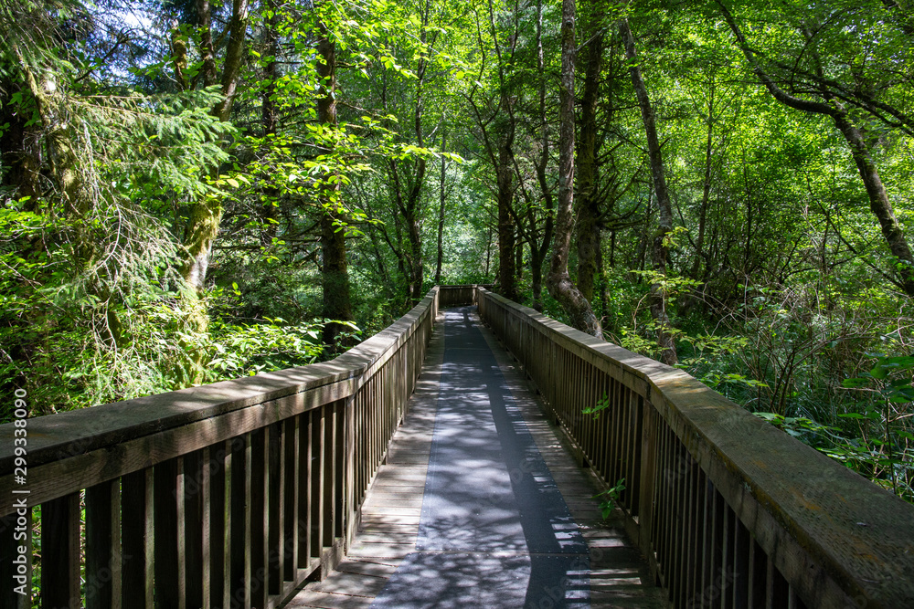 A bridge in the middle of the pluvial rainforest; Oregon State, USA. A bridge in the middle of the pluvial rainforest; Oregon State, USA.