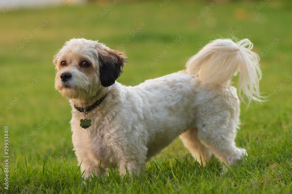 cavachon puppy cavachon puppy