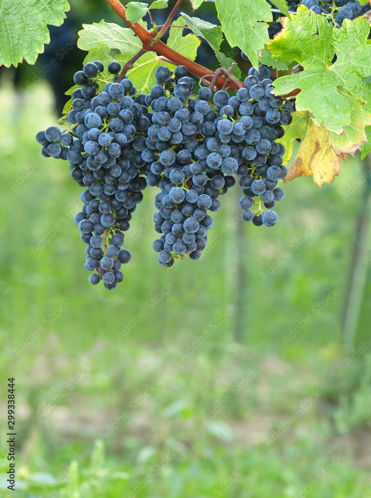 Blue grapes on a vineseasonal food concept. Vineyards at sunset in autumn harvest. Ripe grapes in fall. Grape harvest. Blue grapes in a vineyard at sunrise with leaf .