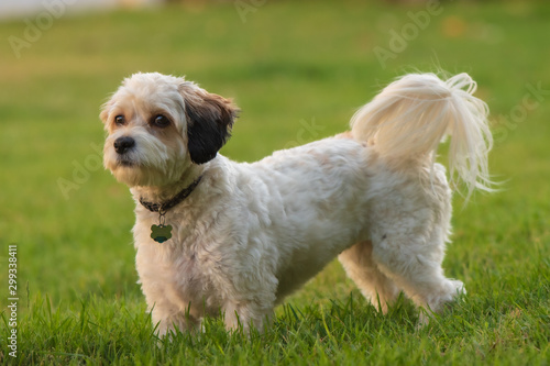 Bild auf Leinwand cavachon puppy