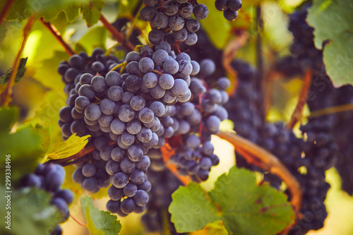 Fotografia Blue grapes hanging on the vine, toned image