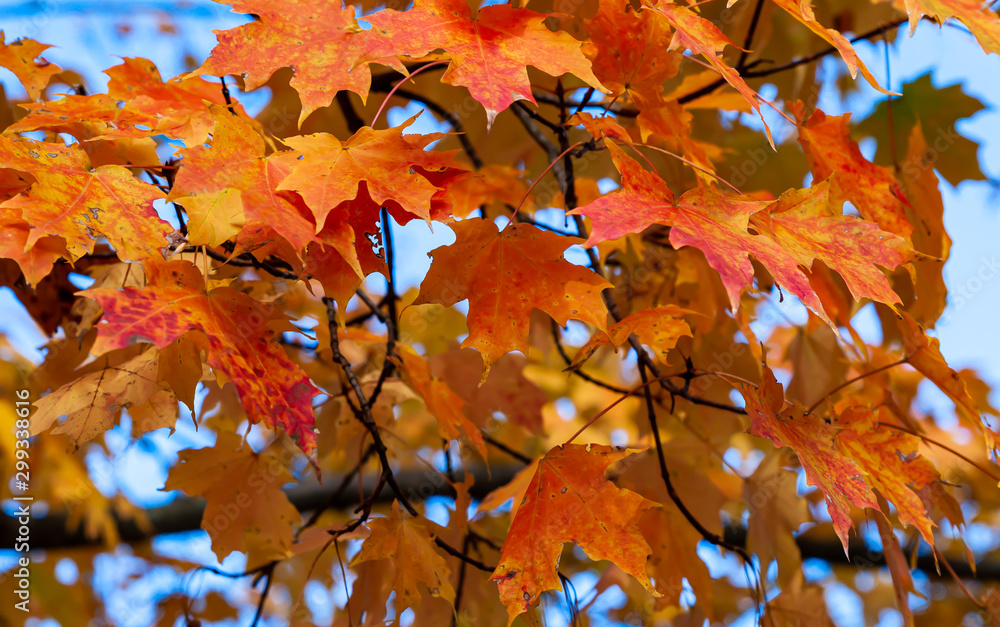 Colorful fall leaves in sun light in autumn Colorful fall leaves in sun light in autumn