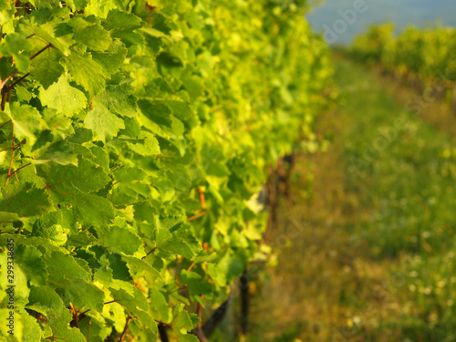 Green grapes on a vineseasonal food concept. Vineyards at sunset in autumn harvest. Ripe grapes in fall. Grape harvest. Blue grapes in a vineyard at sunrise with leaf .