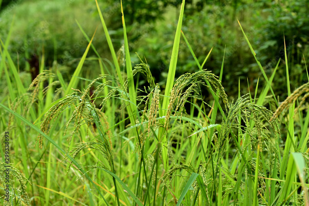 Obraz premium Close-Up Of Plant Growing On Field