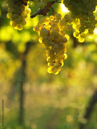 Green grapes on a vineseasonal food concept. Vineyards at sunset in autumn harvest. Ripe grapes in fall. Grape harvest. Blue grapes in a vineyard at sunrise with leaf .