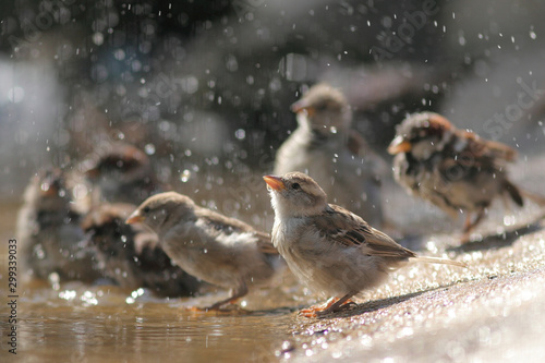 sparrow bathes in a puddle
