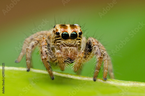 closeup of ่jumping spider on leaf