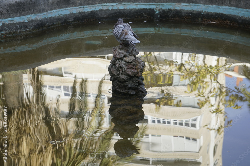 paloma en surtidor reflejada en agua jardines de picasso malaga
