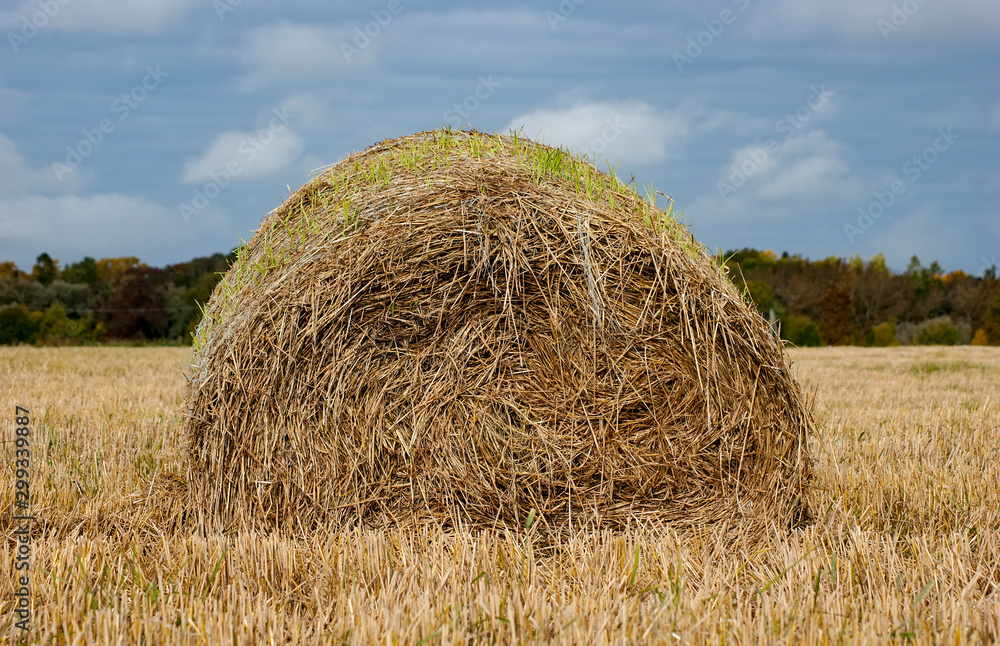 Round haystack on a yellow field. Autumn harvest on a mown field. A large haystack in profile against a blue sky.
